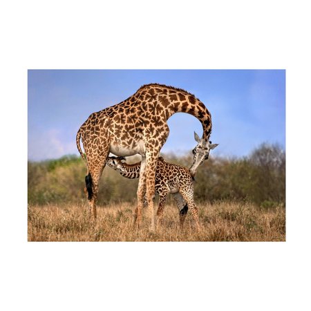 TRADEMARK FINE ART Xavier Ortega 'Giraffe With Cup' Canvas Art, 12x19 1X13536-C1219GG